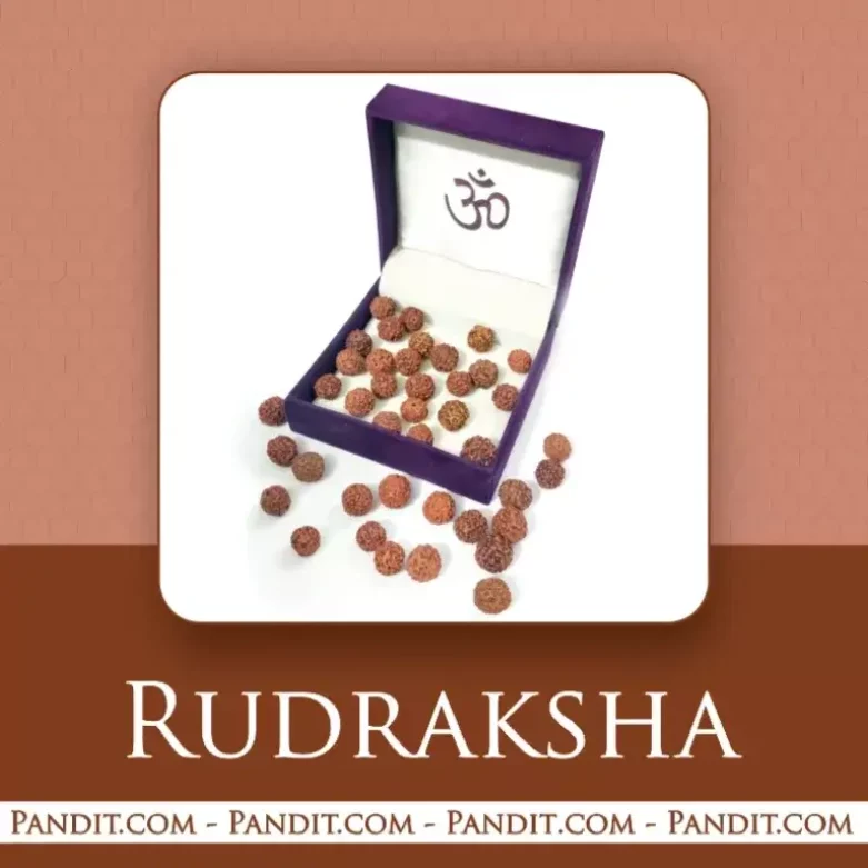 Real Rudraksha